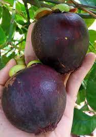 Manggis mesta