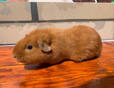 Teddy Guinea Pig