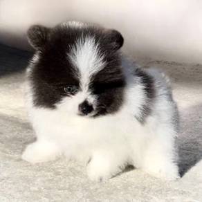 Pomeranian male n female