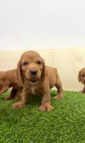 Cocker spaniel england