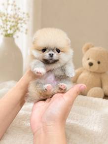 Pomeranian Bear Face Sable Male Puppy