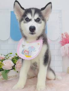 Husky