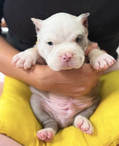AMERICAN BULLY PUPPIES S140 🐻 Rehome Male Exotic