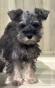 Schnauzer Puppy Male available