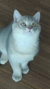 BSH kitten British shorthair British short hair