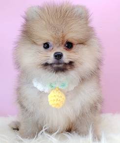 Pomeranian