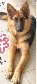 Female German Shepherd Puppy