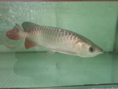 Arowana mg, mgbb, super red