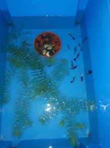 guppy
