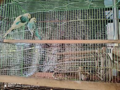 burung budgie 