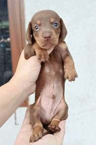 MINIATURE DACHSHUND PUPPIES D143 🐻 Short Hair