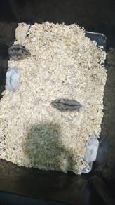 hamster 