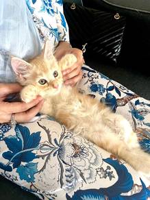 Kitten MaineCoon ( Pure Breed )