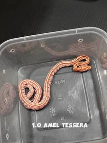 corn snake (amel tessera morph)