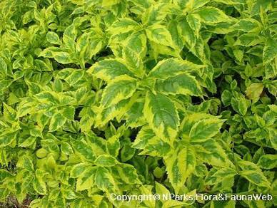 Duranta Erecta 'Gold' / Duranta Repens 'Gold'