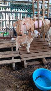Kambing 2 beranok