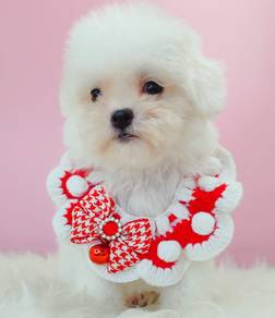 Bichon Frise