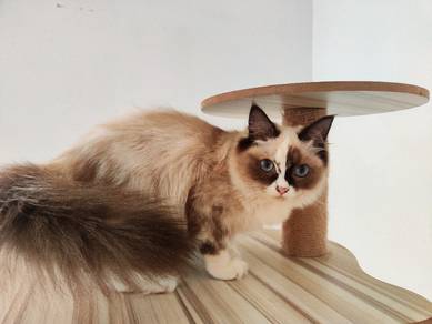 Ragdoll Seal Bicolor CFA Purebreed 