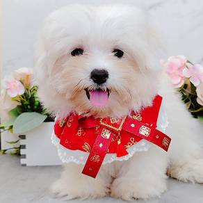 Maltese
