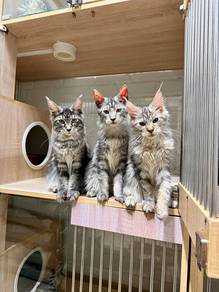 send Singapore silver tabby mainecoon cat kucing