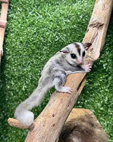 Sugar Glider
