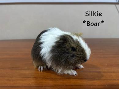 guinea pig
