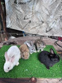 Arnab Rabbit