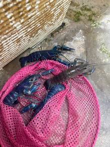 Ikan Murah