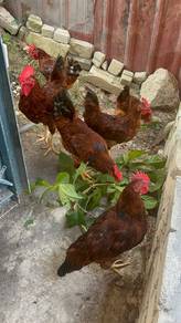 Ayam RIR Jantan ( 4 bulan lebih)