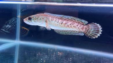 Channa fish Auranti Cobra 4.5 inch-Defect
