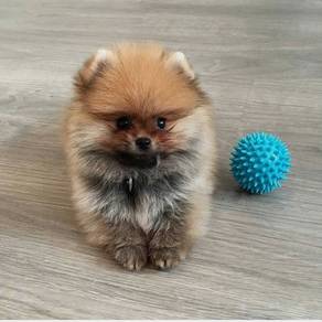 G286 Poppet Pomeranian small fluffy puppy Baby Pup