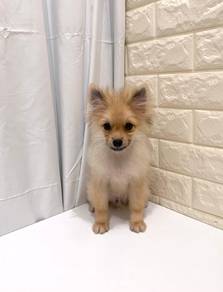 J0417 Pomeranian Little Lion Puppy