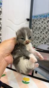 cat for sale