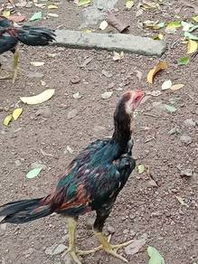 Anak ayam jantan
