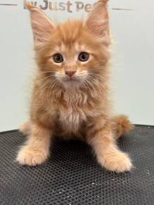 Mainecoon