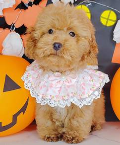 Poodle