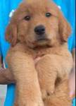 Male Golden Retriever