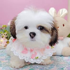 Shih Tzu