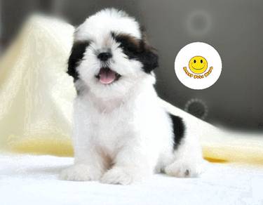 SSh_FF9910 Shih Tzu pretty small size pet dog