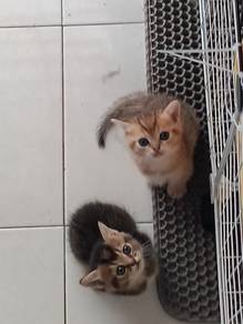 BSH Golden & Black Golden
