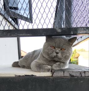 Kucing BSH