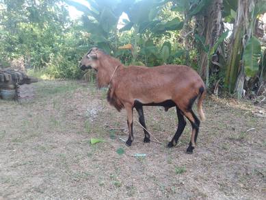 Babardos Blackbelly