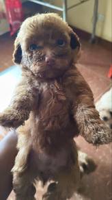poodle puppy