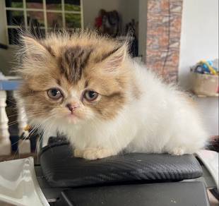 kitten exoticlong hair for rehome