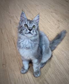 Purebreed Mainecoon Kitten 