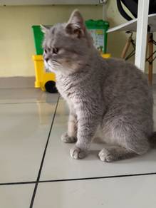 BSH Tabby