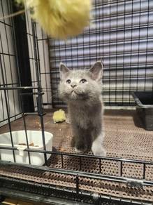 British shorthair male 