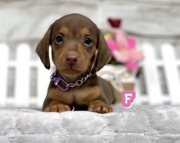 MINIATURE DACHSHUND Puppies 097 🐻 Adorable Puppy
