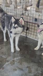 Female huskies available for free adoption