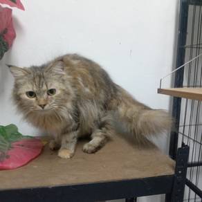 Persian 